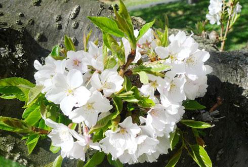 634580867374297769 Chiêm ngưỡng hoa anh đào ngay ở Washington DC