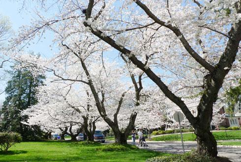 634580867405479552 Chiêm ngưỡng hoa anh đào ngay ở Washington DC