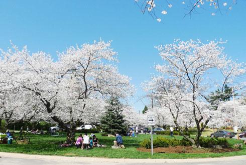 634580867419770370 Chiêm ngưỡng hoa anh đào ngay ở Washington DC