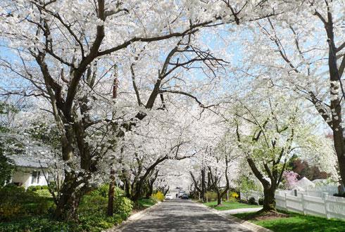 634580867464752942 Chiêm ngưỡng hoa anh đào ngay ở Washington DC