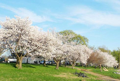 634580867478003700 Chiêm ngưỡng hoa anh đào ngay ở Washington DC