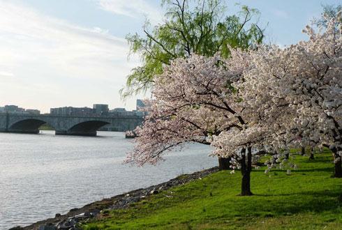 634580867520916155 Chiêm ngưỡng hoa anh đào ngay ở Washington DC