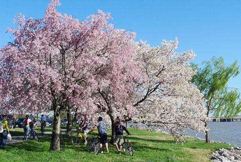 634580867538857181 Chiêm ngưỡng hoa anh đào ngay ở Washington DC