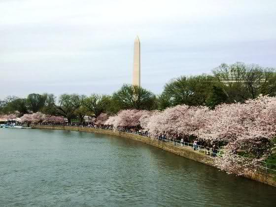 634580869083195512 Chiêm ngưỡng hoa anh đào ngay ở Washington DC