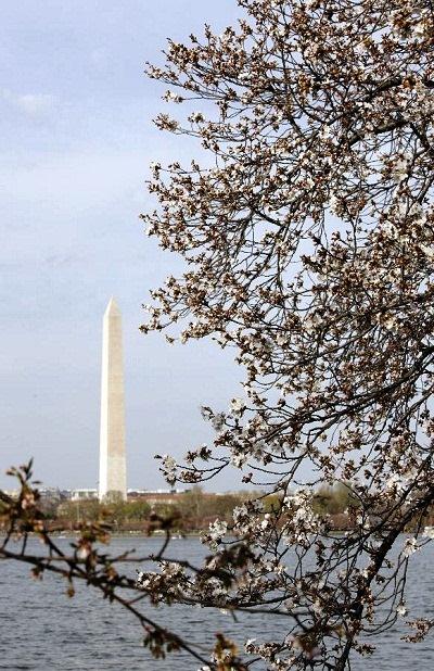 634677206189191546 Mùa hoa anh đào ở thủ đô Washington DC