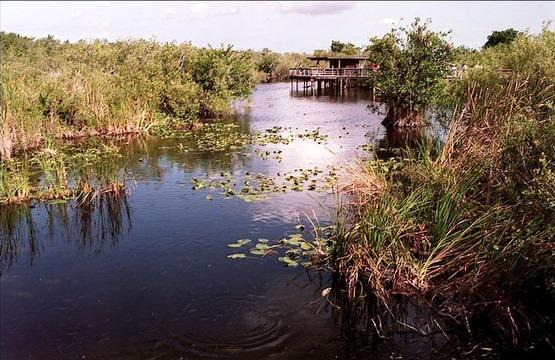 634824100814030000 Đến thăm vườn quốc gia Everglades, nam Tamiami Trail