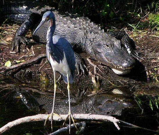 634824100840380000 Đến thăm vườn quốc gia Everglades, nam Tamiami Trail