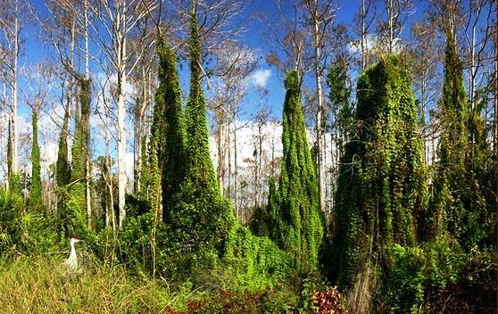 Đến thăm vườn quốc gia Everglades, nam Tamiami Trail 634824100848160000 Đến thăm vườn quốc gia Everglades, nam Tamiami Trail