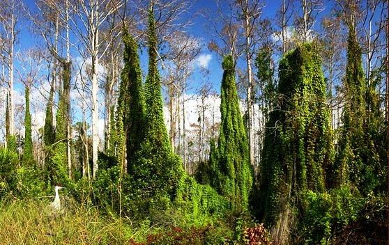 634824100848160000 Đến thăm vườn quốc gia Everglades, nam Tamiami Trail