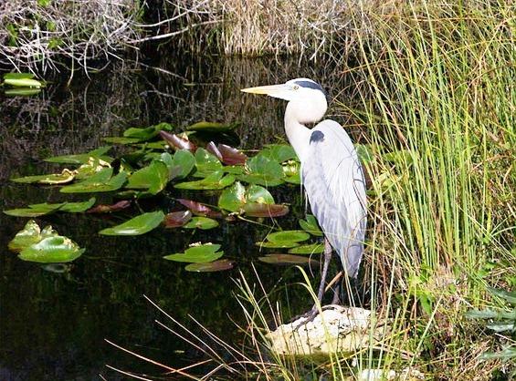 Đến thăm vườn quốc gia Everglades, nam Tamiami Trail 634824108313340000 Đến thăm vườn quốc gia Everglades, nam Tamiami Trail