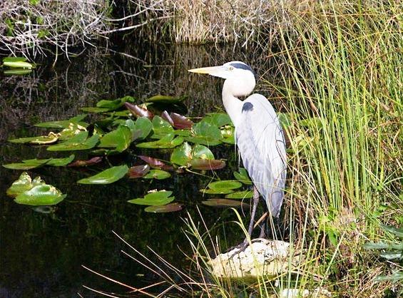 634824108313340000 Đến thăm vườn quốc gia Everglades, nam Tamiami Trail