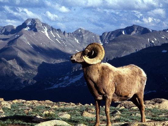 634830499503760000 Đến thăm vườn quốc gia Rocky Mountain, Colorado