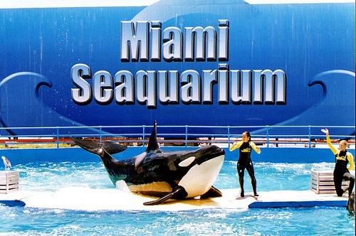 634866425012150000 Đến thăm thủy cung Miami Seaquarium, Florida