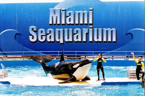 Đến thăm thủy cung Miami Seaquarium, Florida 634866425012150000 Đến thăm thủy cung Miami Seaquarium, Florida
