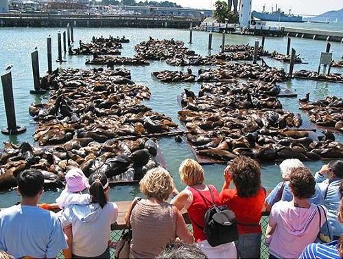 634868274238390000 Đến thăm Pier 39 (Cầu tàu 39) ở San Francisco, California