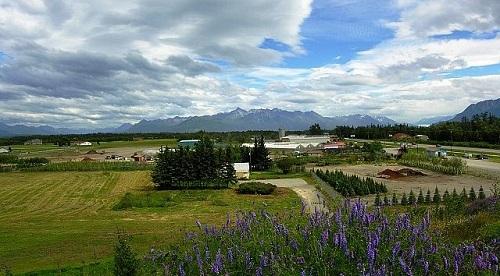 634896714971180000 Đến thăm những cánh đồng bắp cải ở thung lũng Matanuska (Su Mat Valley), Alaska