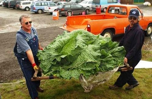 634896714977420000 Đến thăm những cánh đồng bắp cải ở thung lũng Matanuska (Su Mat Valley), Alaska