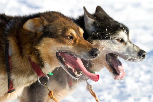 634898459989550000 Trải nghiệm giải đua chó kéo xe trượt tuyết Iditarod Trail Sled Dog Race