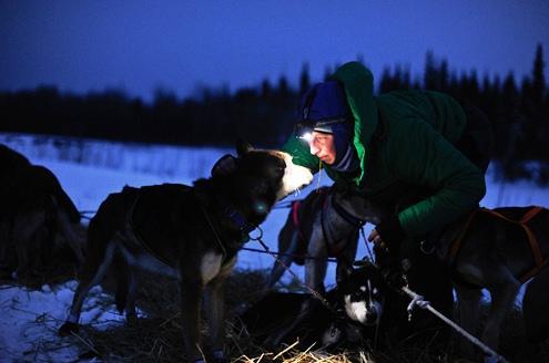 634898460008780000 Trải nghiệm giải đua chó kéo xe trượt tuyết Iditarod Trail Sled Dog Race