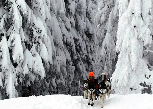 634898623362620000 Nhìn lại những khoảng khắc tuyệt vời ở cuộc đua chó Iditarod