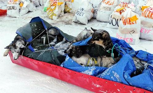 634898623381530000 Nhìn lại những khoảng khắc tuyệt vời ở cuộc đua chó Iditarod