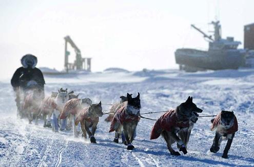 634898623386230000 Nhìn lại những khoảng khắc tuyệt vời ở cuộc đua chó Iditarod