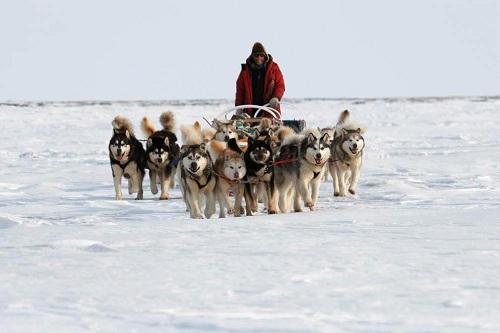 634898635900890000 Tìm hiểu giống chó Alaskan Malamute, Alaska