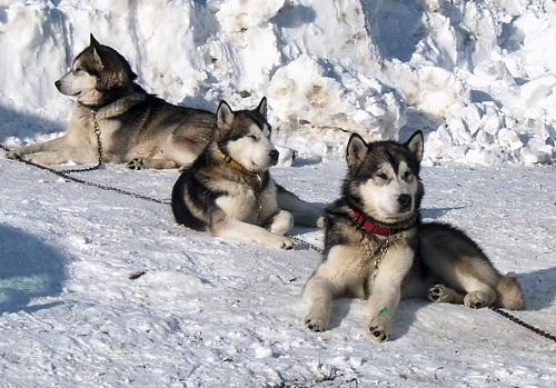 634898635905410000 Tìm hiểu giống chó Alaskan Malamute, Alaska