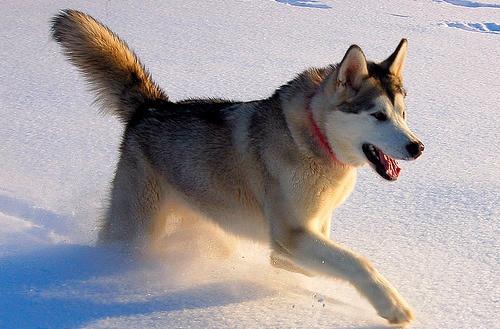 634898637121960000 Tìm hiểu giống chó Alaskan Malamute, Alaska