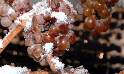 634899836628310000 Thưởng thức Rượu Vang Đá (Ice wine), California