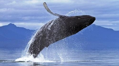 Tìm hiểu cá voi lưng gù ở Alaska, Thái Bình Dương 634903935481510000 Tìm hiểu cá voi lưng gù ở Alaska, Thái Bình Dương