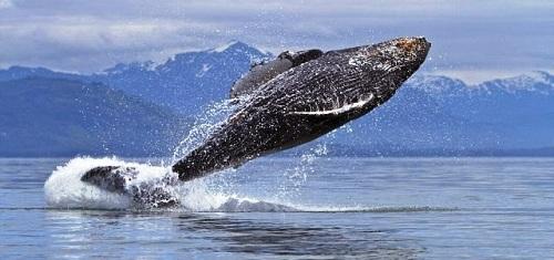 Tìm hiểu cá voi lưng gù ở Alaska, Thái Bình Dương 634903935495190000 Tìm hiểu cá voi lưng gù ở Alaska, Thái Bình Dương