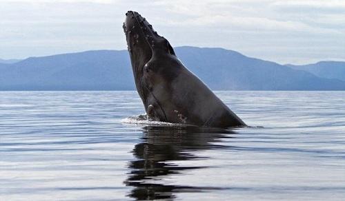 634903935519920000 Tìm hiểu cá voi lưng gù ở Alaska, Thái Bình Dương