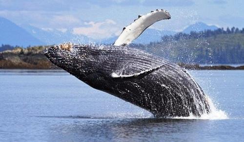 Tìm hiểu cá voi lưng gù ở Alaska, Thái Bình Dương 634903935534730000 Tìm hiểu cá voi lưng gù ở Alaska, Thái Bình Dương