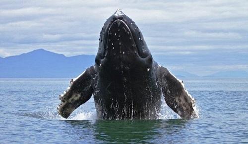 Tìm hiểu cá voi lưng gù ở Alaska, Thái Bình Dương 634903935548540000 Tìm hiểu cá voi lưng gù ở Alaska, Thái Bình Dương