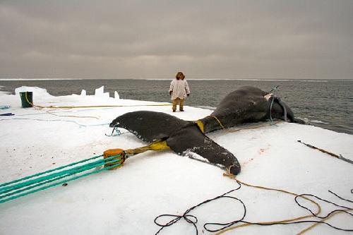 634904893754710000 Trải nghiệm mùa săn bắt cá voi của nhóm người Eskimo
