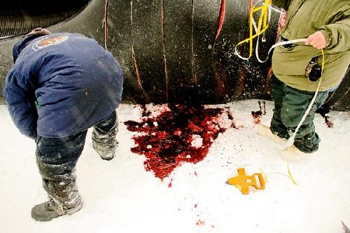 634904893815400000 Trải nghiệm mùa săn bắt cá voi của nhóm người Eskimo