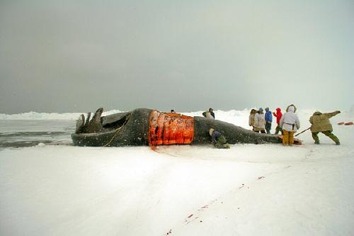634904893950320000 Trải nghiệm mùa săn bắt cá voi của nhóm người Eskimo