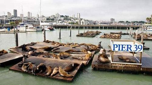 Một góc thơ mộng San Francisco 634904905374780000 Một góc thơ mộng San Francisco