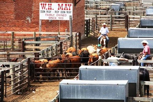 634914098951260000 Đến thăm phiên chợ truyền thống Stockyards ở Oklahoma