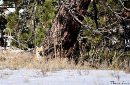 634994276517239915 Tận hưởng miền tuyết trắng ở Colorado