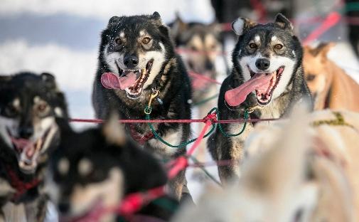 634994778881180265 Trải nghiệm giải đua chó   Iditarod Trail Sled Dog Race ở Nome