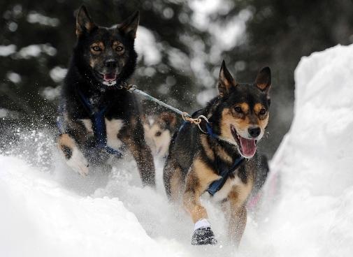 634994779085923020 Trải nghiệm giải đua chó   Iditarod Trail Sled Dog Race ở Nome