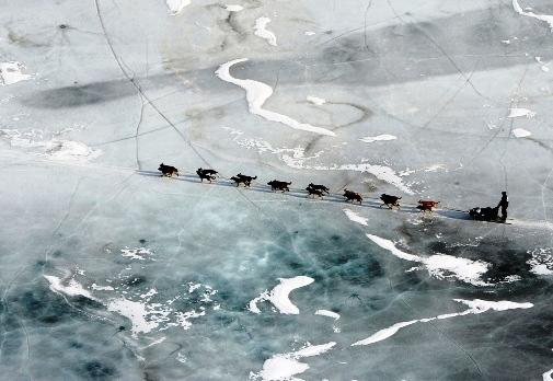 634994779193113425 Trải nghiệm giải đua chó   Iditarod Trail Sled Dog Race ở Nome