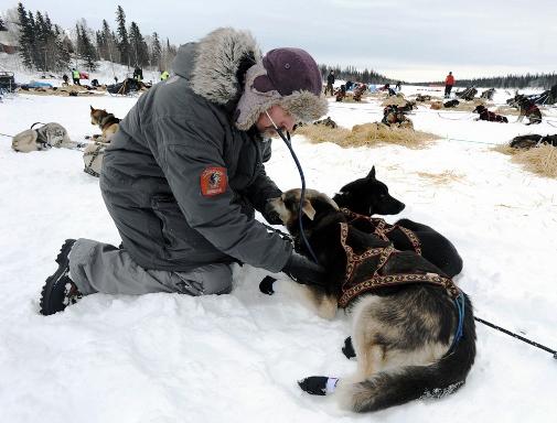 634994779245863955 Trải nghiệm giải đua chó   Iditarod Trail Sled Dog Race ở Nome
