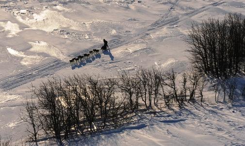 634994779681607550 Trải nghiệm giải đua chó   Iditarod Trail Sled Dog Race ở Nome