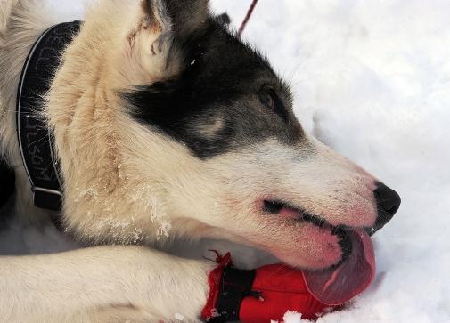 634994779796649015 Trải nghiệm giải đua chó   Iditarod Trail Sled Dog Race ở Nome