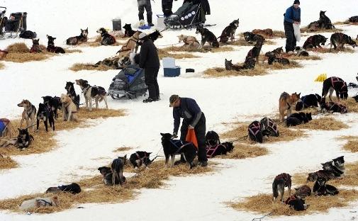 634994780185208130 Trải nghiệm giải đua chó   Iditarod Trail Sled Dog Race ở Nome