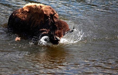 635042846331809710 Đến thăm công viên quốc gia Yellowstone