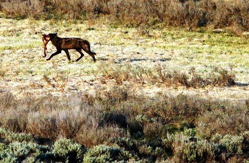 635042846366797705 Đến thăm công viên quốc gia Yellowstone